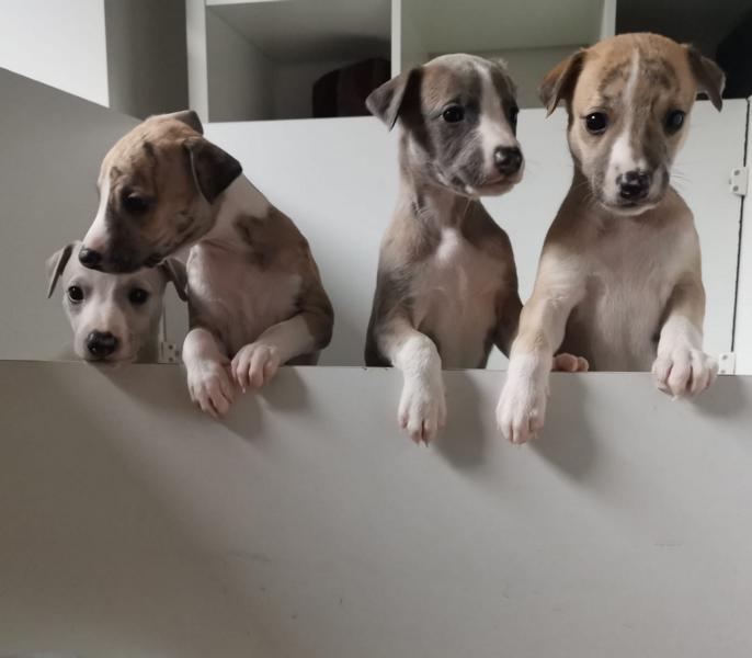 whippet welpen/ puppies F Wurf 1 Tag alt von der Weidenvilla